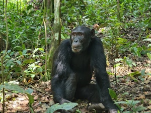 Chimpanzee © Adam Walter
