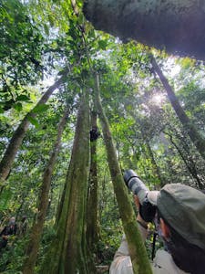 Chimpanzee © Adam Walter