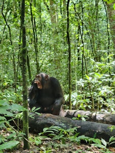 Chimpanzee © Adam Walter