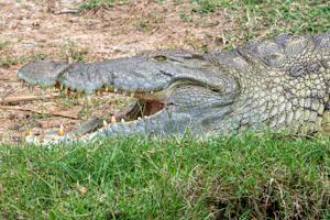 Crocodile © Brian Shepard