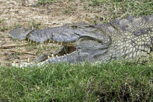 Crocodile © Brian Shepard