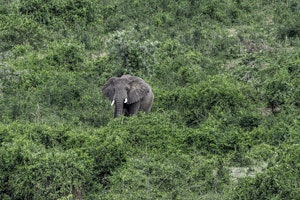 Elephant © Brian Shepard