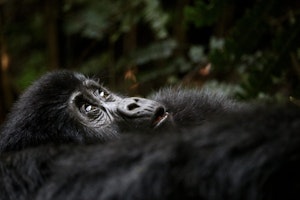 Mountain Gorilla © Elizabeth Coler