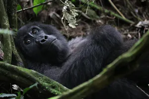 Mountain Gorilla © Elizabeth Coler