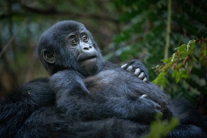 Mountain Gorilla © Ann Laubach