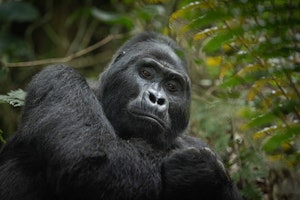 Mountain Gorilla © Ann Laubach