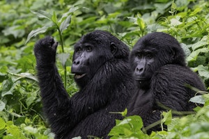 Mountain Gorillas © Brian Shepard