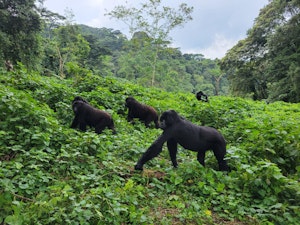 Mountain Gorillas © Adam Walter