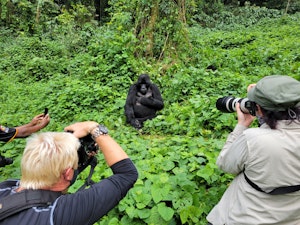 Travelers with Mountain Gorillas © Adam Walter