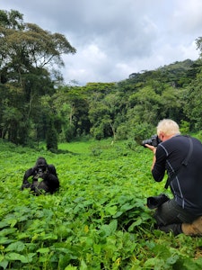 Traveler with Mountain Gorilla © Adam Walter