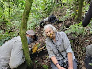 Travelers with Mountain Gorilla © Adam Walter
