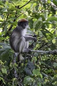 Red Colobus Monkey © Brian J Shepard