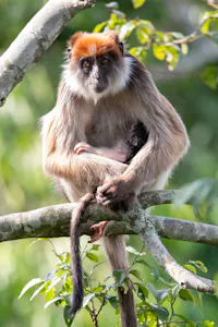 Red Colobus Monkey © Brian J Shepard