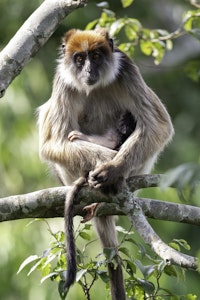 Red Colobus Monkey © Brian J Shepard