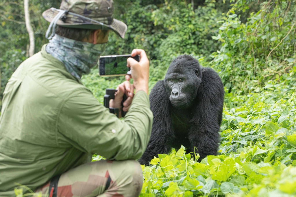 Traveler & Mountain Gorilla © Ann Laubach