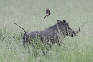 Warthog © Brian Shepard