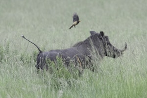 Warthog © Brian Shepard