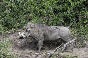 Warthog © Brian Shepard