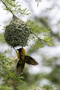 Yellow Weaver Bird © Brian J Shepard