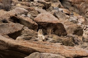 Snow Leopard © Behzad Larry