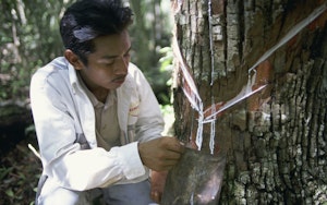 EJIDO GUM TAPPER