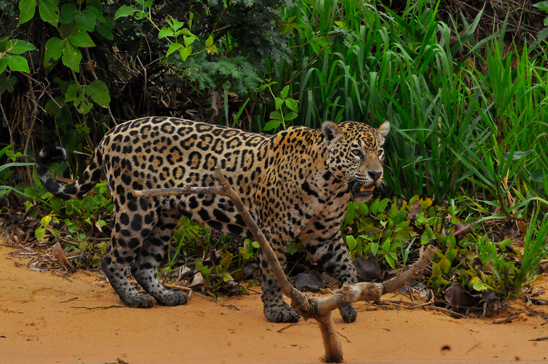 Jaguar © Bravo Brazil Expeditions