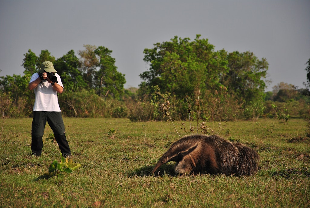 Giant Anteater © Bravo Brazil Expeditions