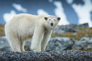 Polar Bear © Scott Davis