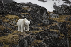 Polar Bear © Scott-Davis