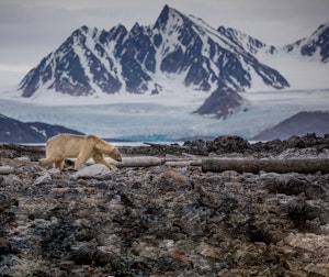 Polar Bear © Scott-Davis
