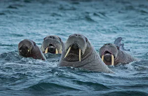 Walrus © Scott Davis