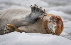 Bearded Seal © Scott Davis