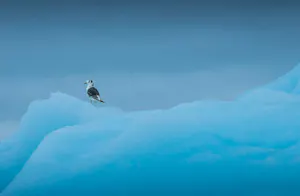 Black-legged Kittiwake © Scott Davis