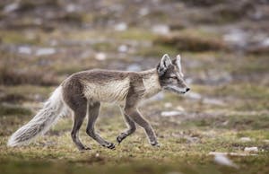 Arctic Fox © Scott Davis