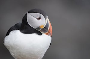 Puffin © Scott Davis
