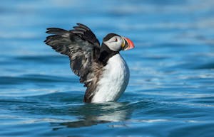 Puffin © Scott Davis
