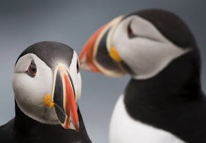 Puffins © Scott Davis