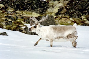 Reindeer © Debbie Thompson