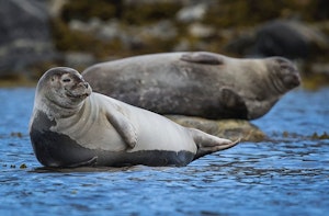 Seal © Scott Davis