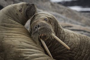Walrus © Scott Davis