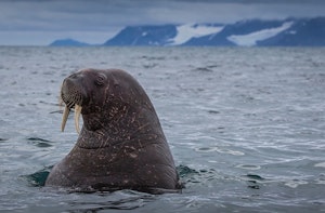 Walrus © Scott Davis