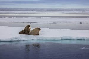 Walrus © Scott Davis