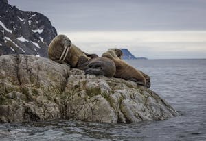 Walrus © Scott Davis