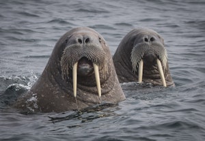 Walrus © Scott Davis