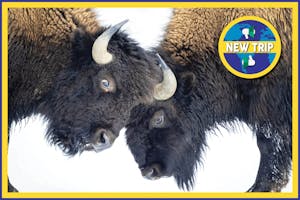 Yellowstone National Park