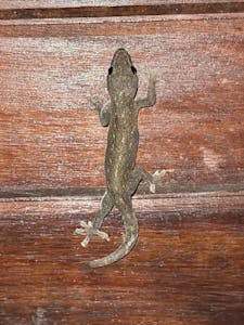 Asian House Gecko © Cheesemans' Ecology Safaris