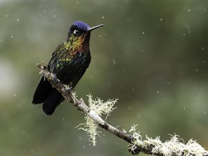 Fiery-Throated Hummingbird © Elise Spata