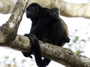 Howler Monkey © Elise Spata