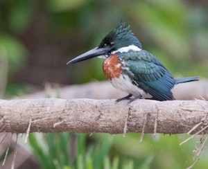 Ringed Kingfisher © Cheesemans' Ecology Safaris