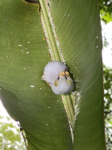 Honduran White Bat © Cheesemans' Ecology Safaris